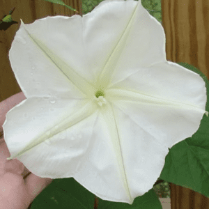 Close-up of a large white flower held against a wooden background.